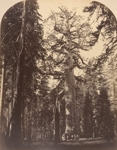 Grisly Giant, Mariposa Grove, Yosemite, 1861. od Carleton Emmons Watkins