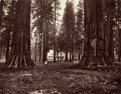 Hotel z Mammoth Grove, ca. 1872, vytištěno ca. 1876. od Carleton Emmons Watkins