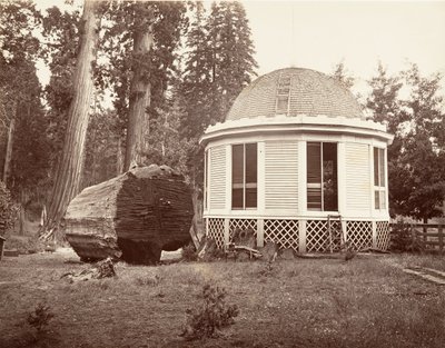 Dům postavený nad pařezem velkého stromu, 1865-66, tištěno ca. 1876. od Carleton Emmons Watkins