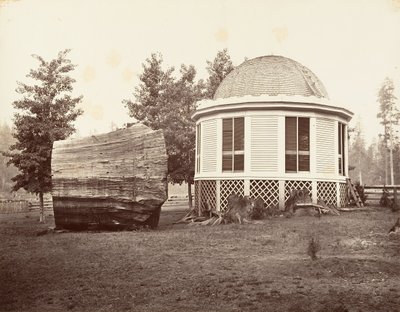 Dům nad pařezem velkého stromu, 1865-66, tisk ca. 1876. od Carleton Emmons Watkins