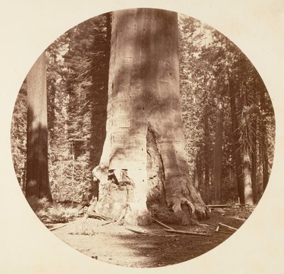 Matka lesa - Calaveras Grove, ca. 1878. od Carleton Emmons Watkins