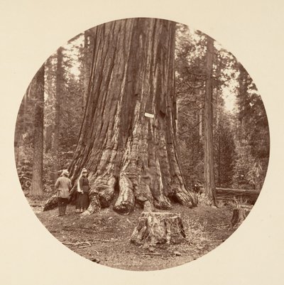 Pride of the Forest - Calaveras Grove, ca. 1878. od Carleton Emmons Watkins