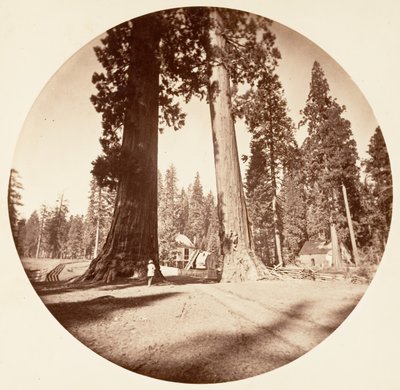 The Sentinels - Calaveras Grove, ca. 1878. od Carleton Emmons Watkins