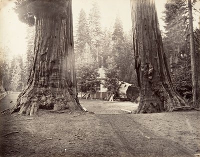 The Sentinels, 315 stop, Yosemite, ca. 1872, vytištěno ca. 1876. od Carleton Emmons Watkins