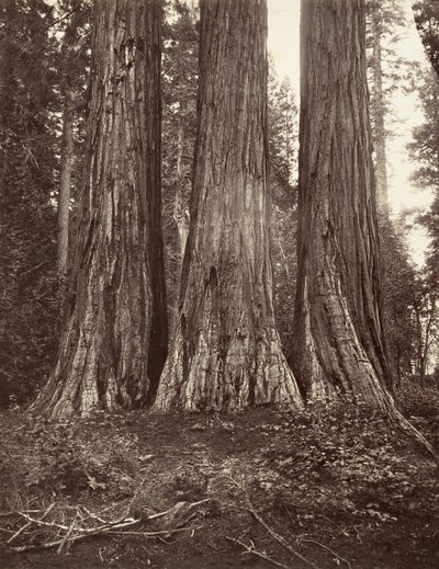 Tři Grácie, 272 stop, 1865-66, vytištěno ca. 1876. od Carleton Emmons Watkins