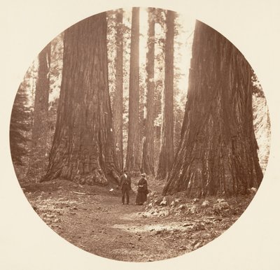 Tři grácie viděné přes háj Bryant a Seward Calaveras, ca. 1878. od Carleton Emmons Watkins