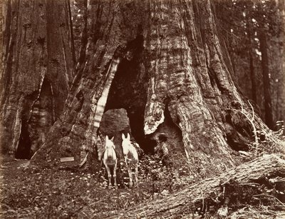 Stativ, obvod 94 stop, 1865-66, vytištěno ca. 1876. od Carleton Emmons Watkins