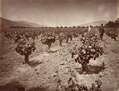 Vineyard of Camulos Ranch, 1876, vytištěno ca. 1876. od Carleton Emmons Watkins