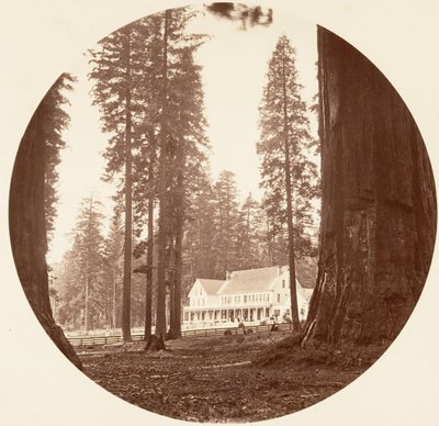 W. C. Bryant - Calaveras Grove, ca. 1878. od Carleton Emmons Watkins