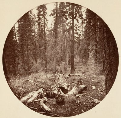 [Yosemitský národní park, Kalifornie], ca. 1878. od Carleton Emmons Watkins