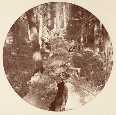 [Yosemitský národní park, Kalifornie], ca. 1878. od Carleton Emmons Watkins