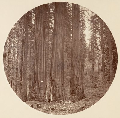 [Yosemitský národní park, Kalifornie], ca. 1878. od Carleton Emmons Watkins
