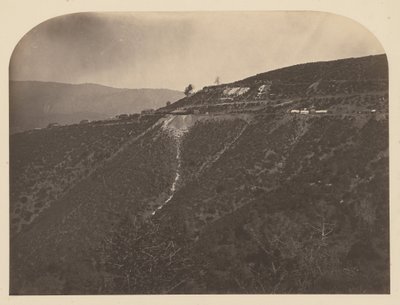 (Pine Tree Mine) od Carleton Watkins
