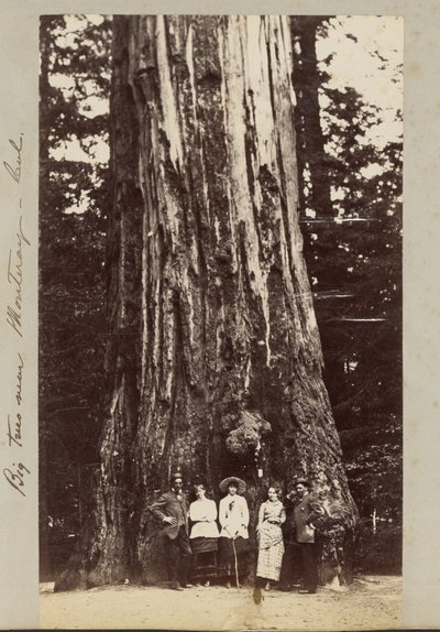 Velké stromy u Monteray [sic] - Cal. od Carleton Watkins