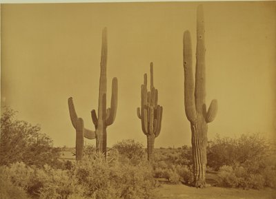 [Kaktus, Arizona - Cereus Giganteus] od Carleton Watkins