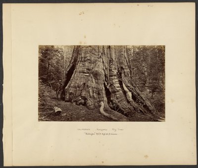 [Kalifornie - Mariposa Big Trees, "Washington" 270 stop vysoký, 92 stop v obvodu.] od Carleton Watkins