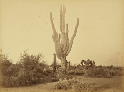  od Carleton Watkins