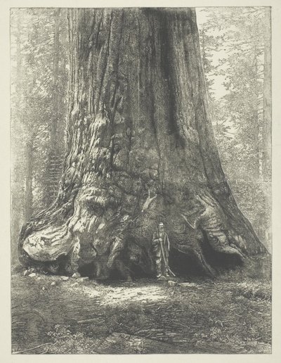Kopie knihy Carletona Watkinse "Galen Clark Before the Grizzly Giant". od Carleton Watkins