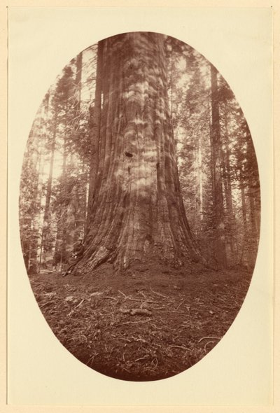 [Empire State Calaveras Grove] od Carleton Watkins