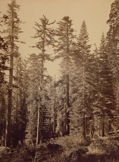 [Lesní scéna] / [Cukrové borovice] od Carleton Watkins