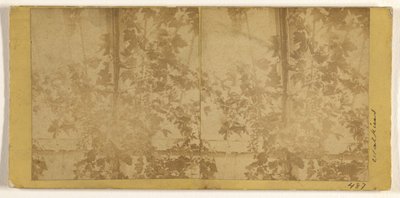 [Réva vinná] od Carleton Watkins