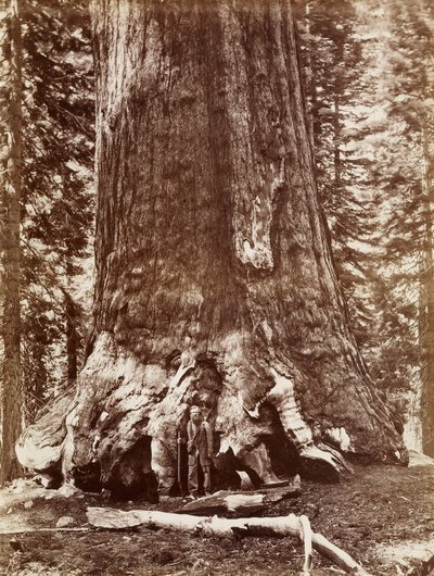 Grizzly Giant Diameter 33 Ft. Mariposa Grove od Carleton Watkins