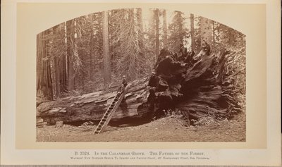 V háji Calaveras. Otec lesa od Carleton Watkins