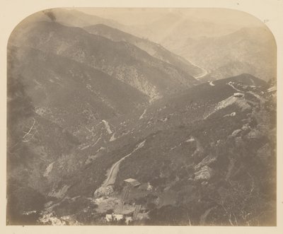 [Josefína a borovice] od Carleton Watkins