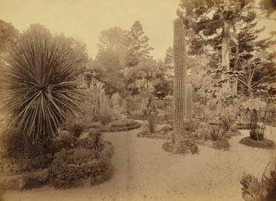 [Monterey, Kalifornie. Arizona Garden, Hotel Del Monte]. od Carleton Watkins