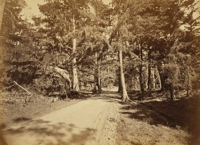[Monterey, Kalifornie. Moss Avenue, 18 Mile Drive.] od Carleton Watkins