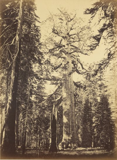  od Carleton Watkins