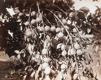 Bez názvu [ovoce na stromě] od Carleton Watkins