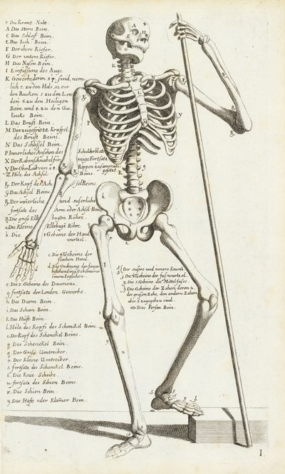 Anatomická studie lidské kostry Carlo Cesi od Carlo Cesi