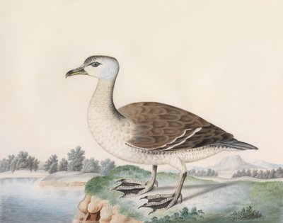 Java Duck (akvarel na pergamenu, vepsaný s názvem) od Caroline Conyers