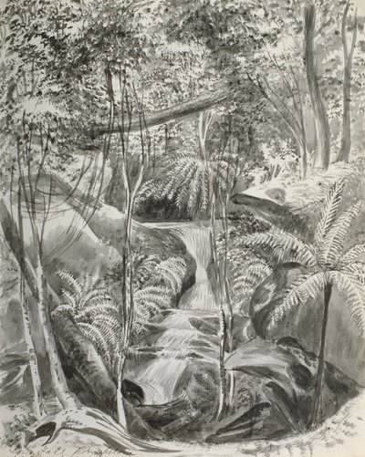 Studie džungle, 19. století od Caroline Louisa Meredith