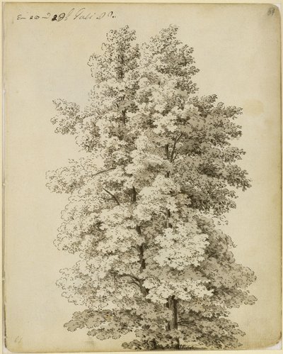 Skupina stromů od Caspar David Friedrich