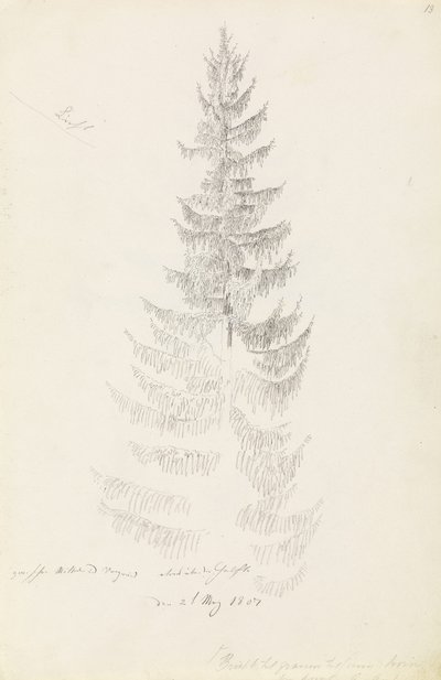 Smrk od Caspar David Friedrich