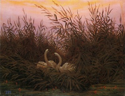 Německy: Schwäne im Schilf beim ersten Morgenrot Labutě v rákosí za prvního svítání od Caspar David Friedrich