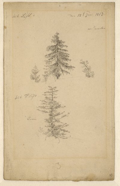 Německy: Zwei Tannenstudien Dvě studie jedlí od Caspar David Friedrich