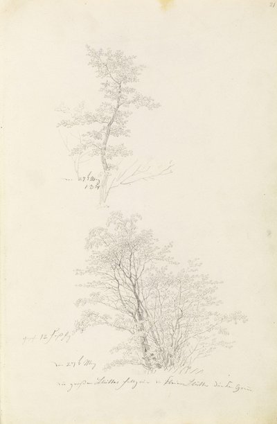 Skupina mladých stromků od Caspar David Friedrich