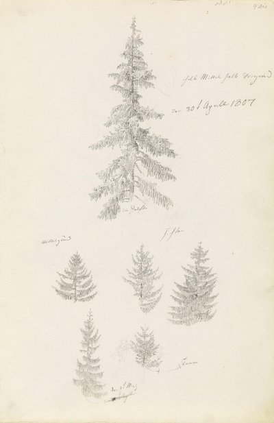 Šest studií smrku a jedle od Caspar David Friedrich