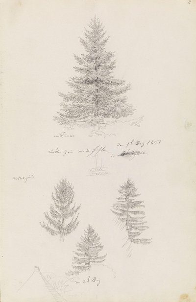 Jedle a tři studie smrku od Caspar David Friedrich