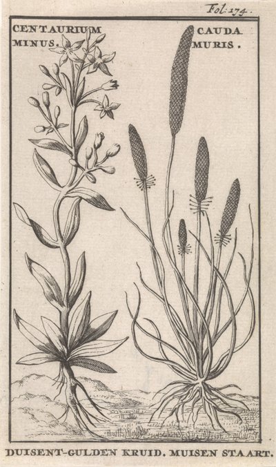 Centaury a myší ocas Centaurium mínus. Cauda MurisDuisent-Guilder Herb. Myší ocas (nadpis na předmětu) od Caspar Luyken
