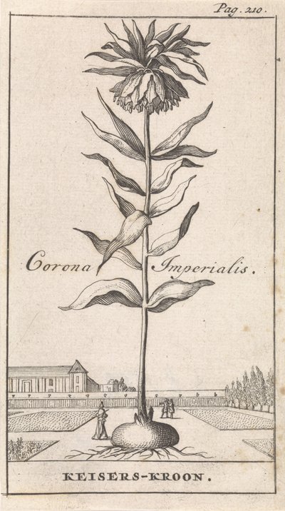 Císařská koruna Corona Imperialis / Imperial Crown (název na objektu) od Caspar Luyken