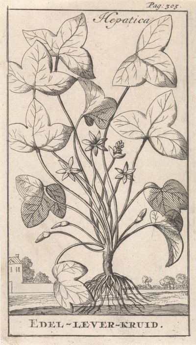 játra bylina Hepetica / Noble-Liver-Herb (název na předmětu) od Caspar Luyken