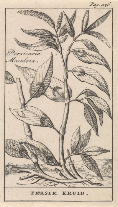broskvové koření Persicaria Maculosa / bylina Persik (název na objektu) od Caspar Luyken