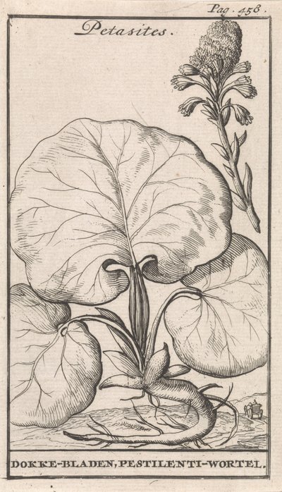 Petasites od Caspar Luyken