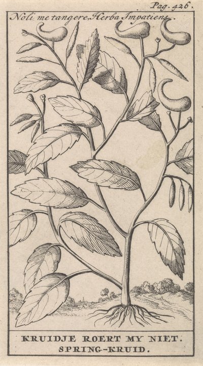 jarní bylina Noli me tangere, Herba Impatiens / Kruidje mě nevzrušuje. Jarní bylina (název na předmětu) od Caspar Luyken