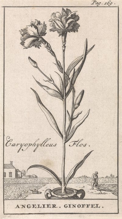 Titulní strana a osm výtisků s květinami Anjelier Caryophylleus Flos / Angelier. Ginoffel (název na objektu) od Caspar Luyken