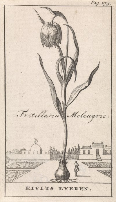 Titulní strana a osm výtisků s květinami Kievitsbloem Fritillaria Meleagris / Kivits Eyeren (název na objektu) od Caspar Luyken